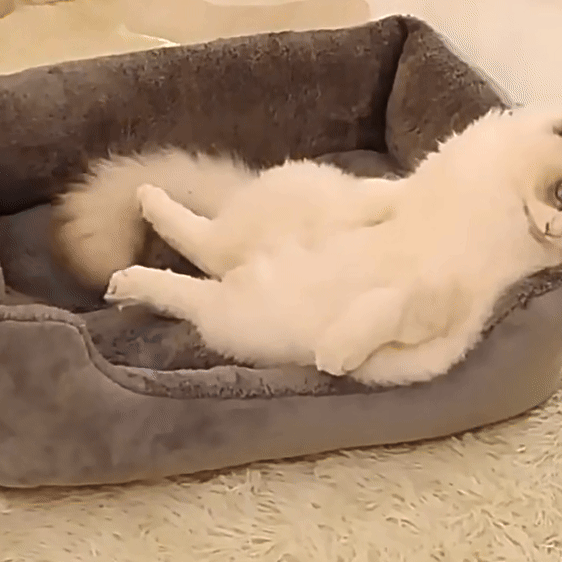 Cozy Cat Bed Basket