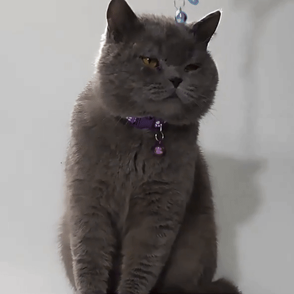 Charming Cat Bell Collar