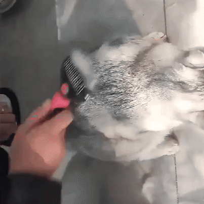 Ultimate Pet Grooming Kit