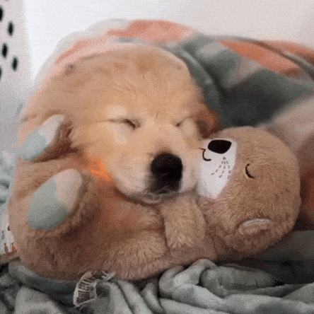 Calming Breathing Otter