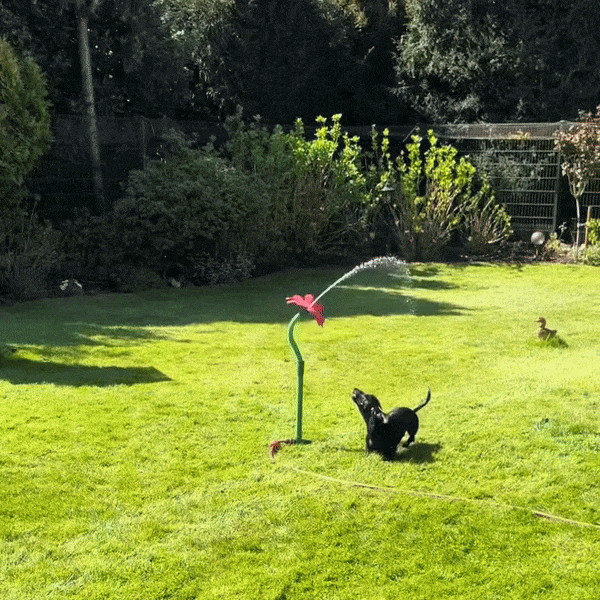 Viral Crazy Daisy