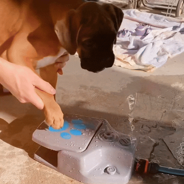 SplashBuddy™ Dog Fountain