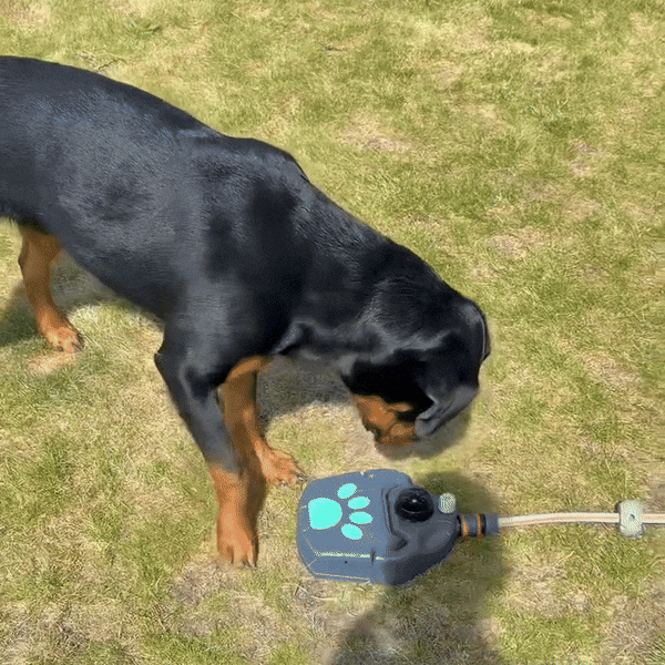 SplashBuddy™ Dog Fountain