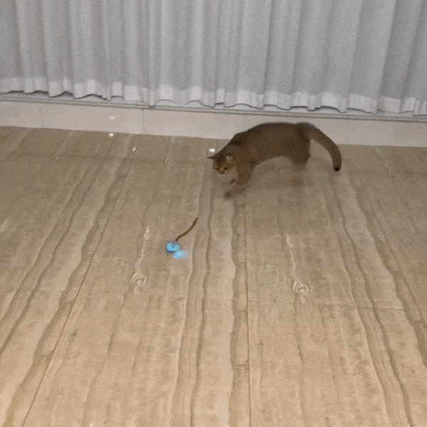 Rollraptor Smart Play Ball