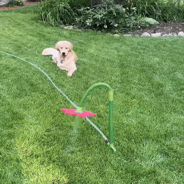 Viral Crazy Daisy