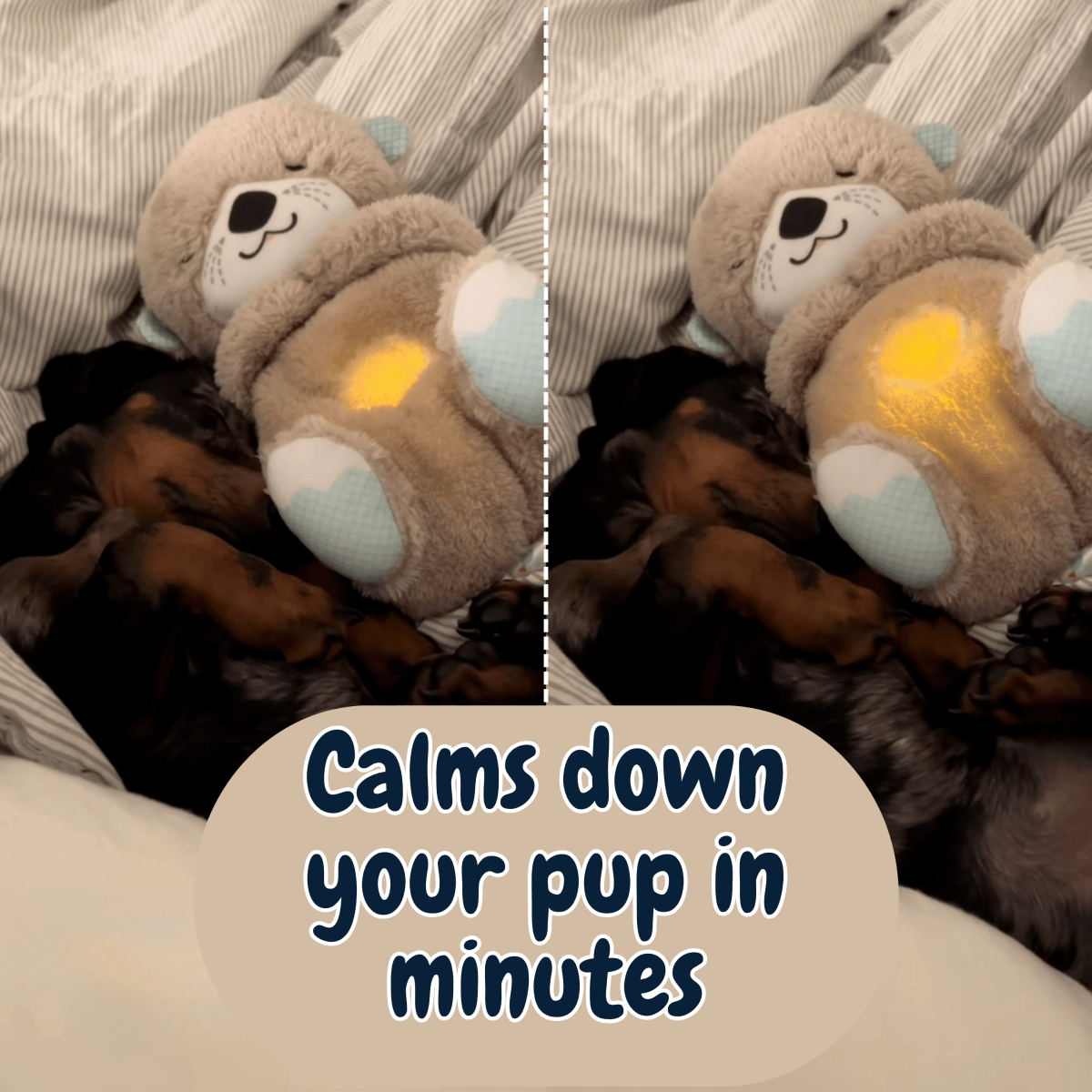 Calming Breathing Otter - Pawfy