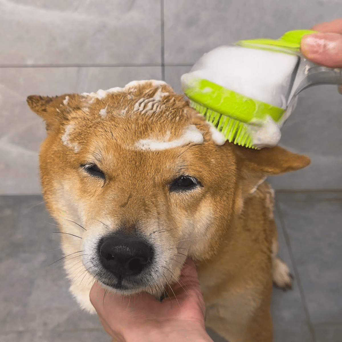 Pawfy Bath Brush - Pawfy