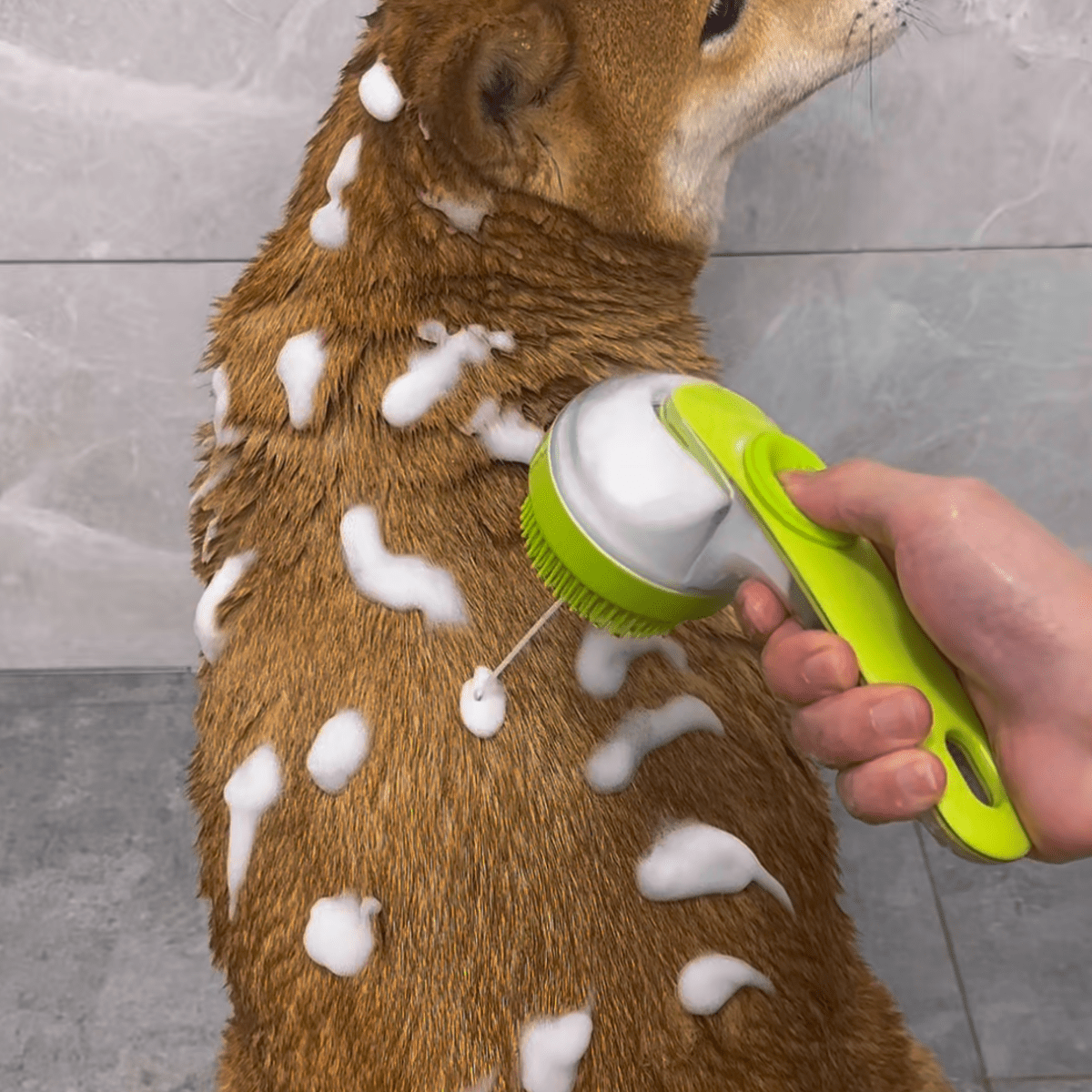 Pawfy Bath Brush - Pawfy