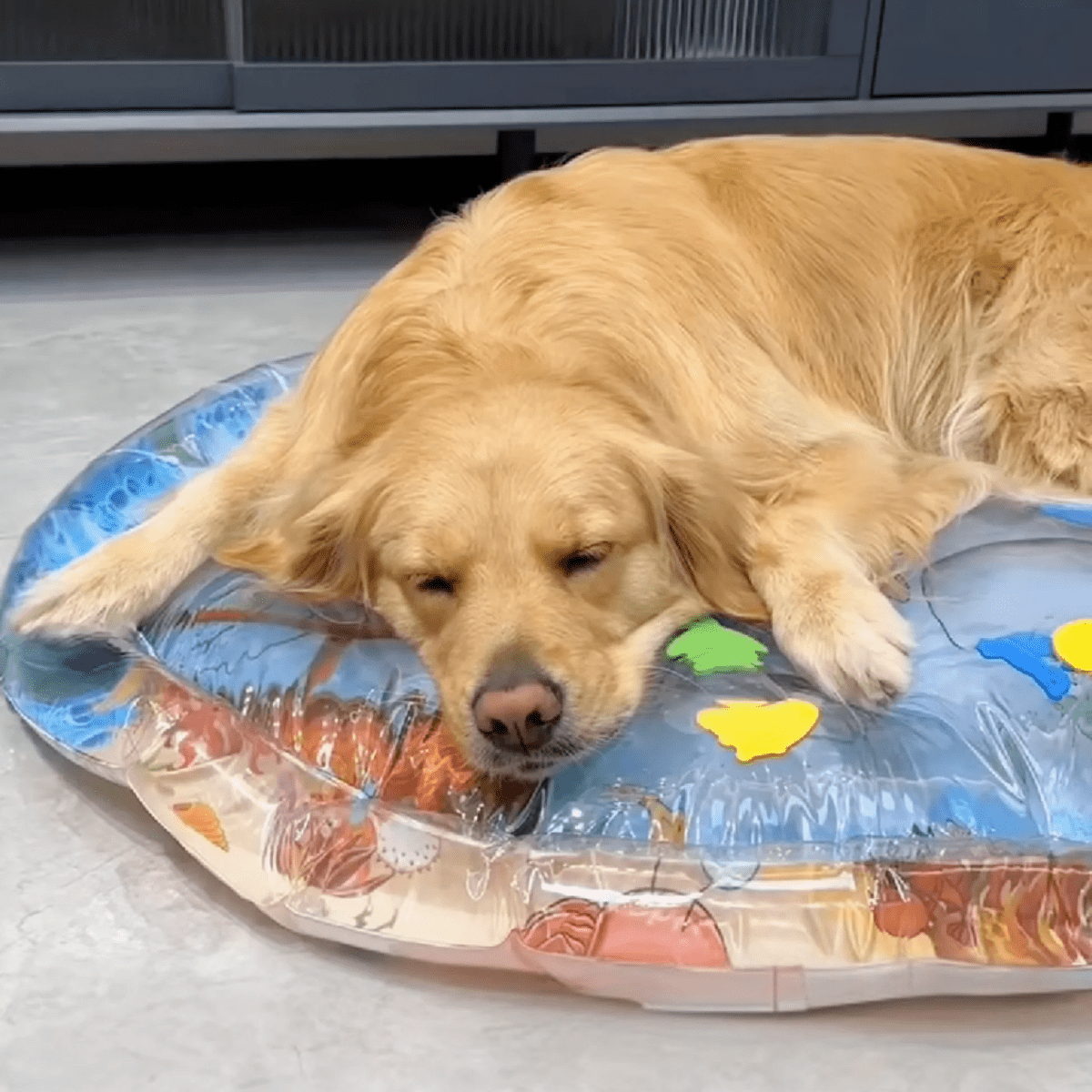 Pawfy Cooling Water Bed - Pawfy