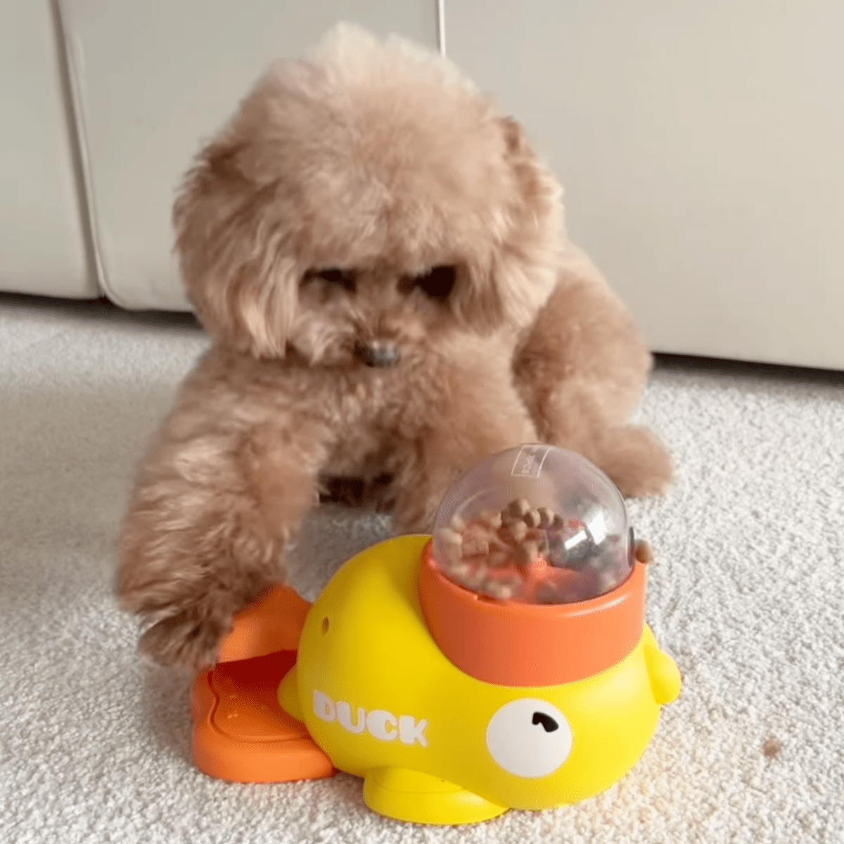 Pawfy Duck Treat Feeder - Pawfy