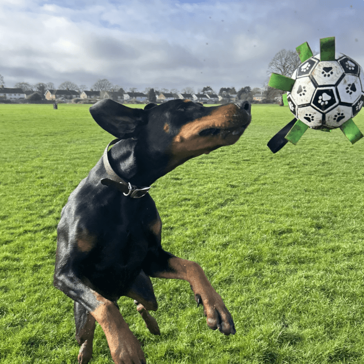 Pawfy Durable Doggie Ball - Pawfy