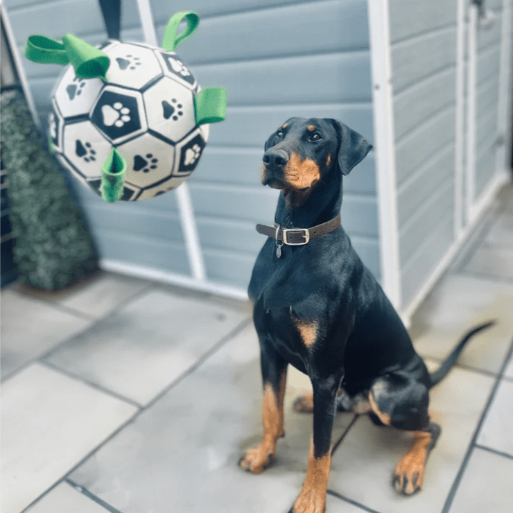 Pawfy Durable Doggie Ball - Pawfy