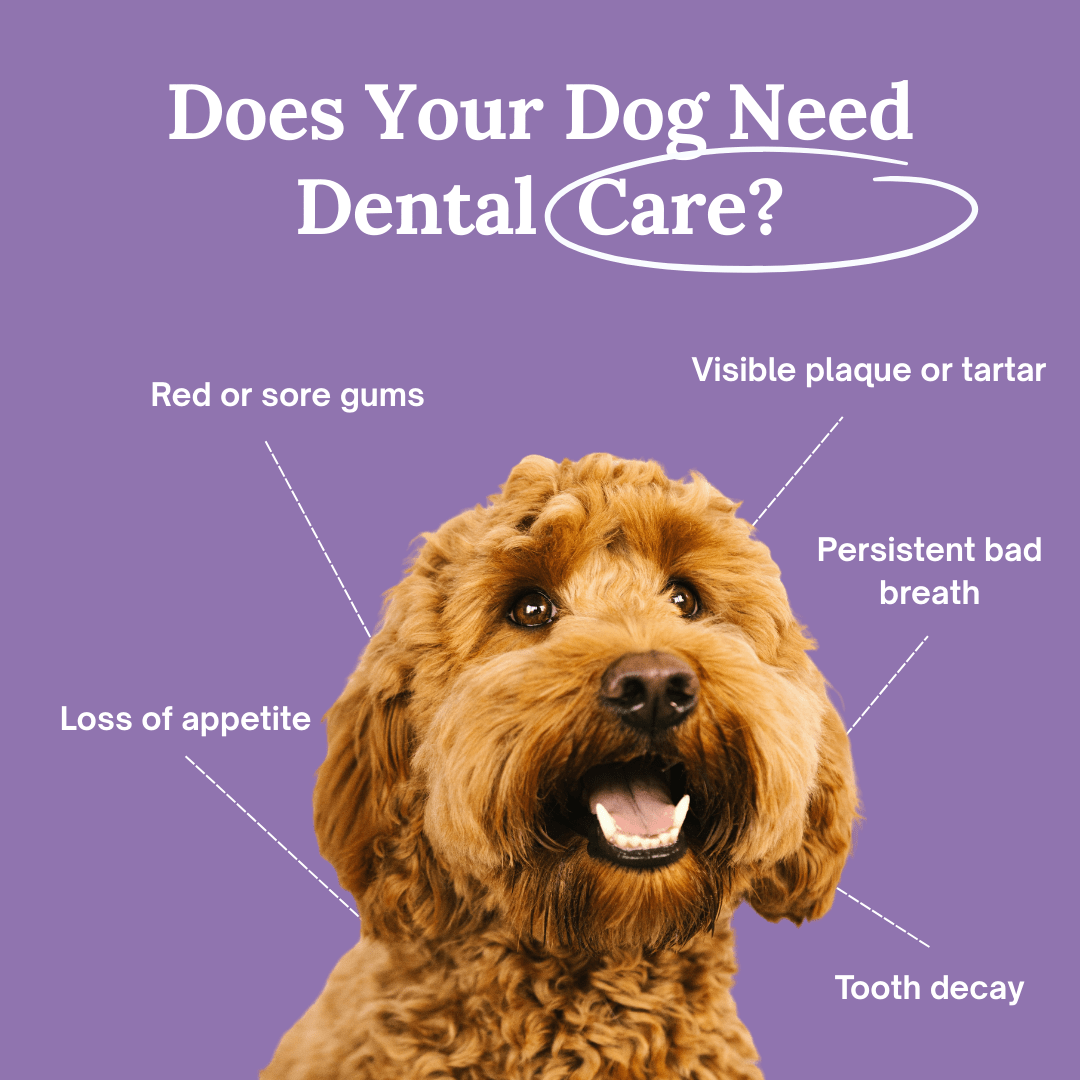 Pawfy FurFresh™ Dental Gel - Pawfy