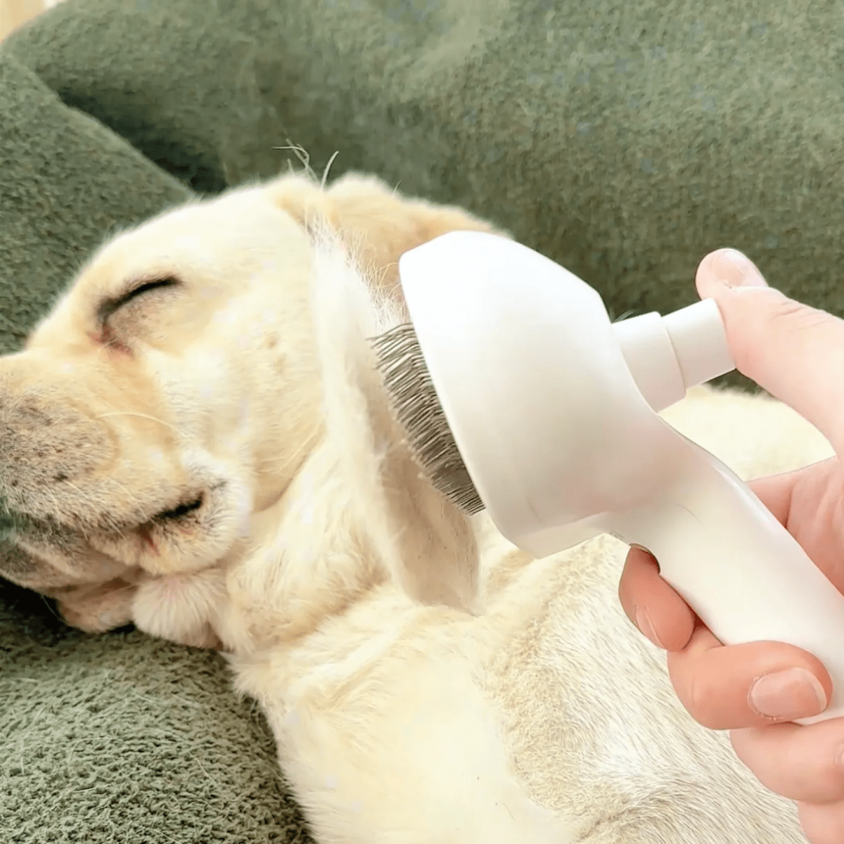 Pawfy Viral Brush - Pawfy
