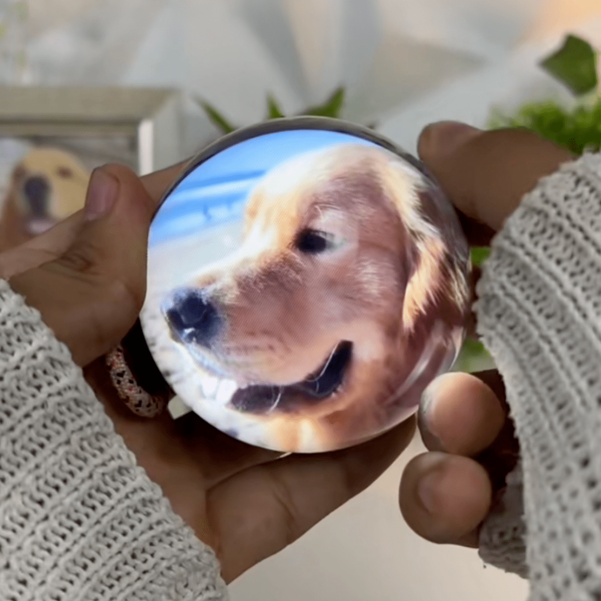 Pawfy Viral Memory Ball - Pawfy