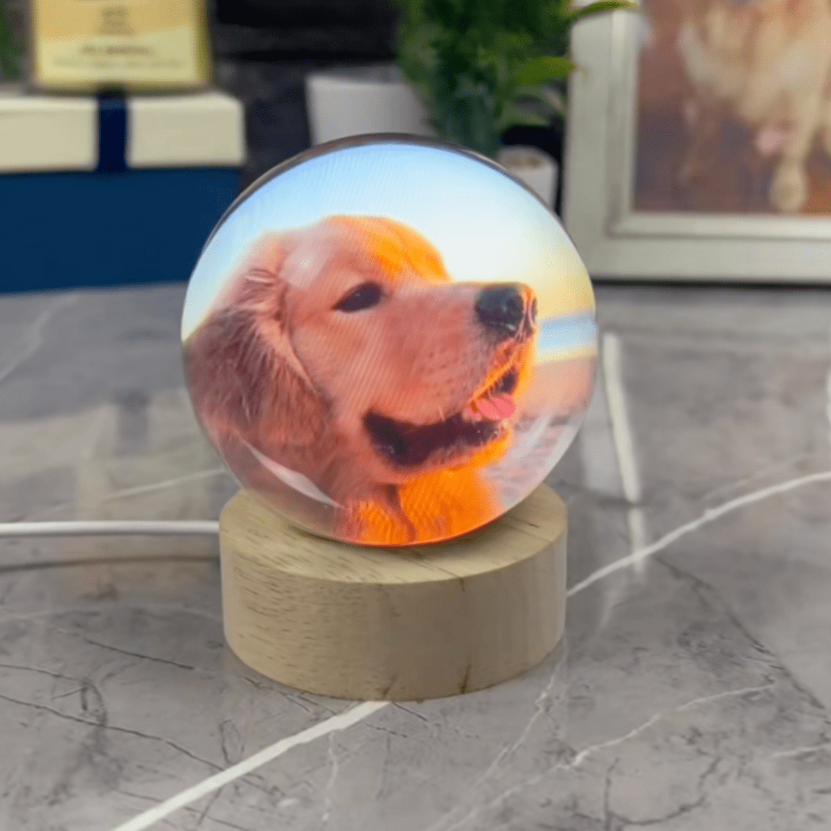Pawfy Viral Memory Ball - Pawfy