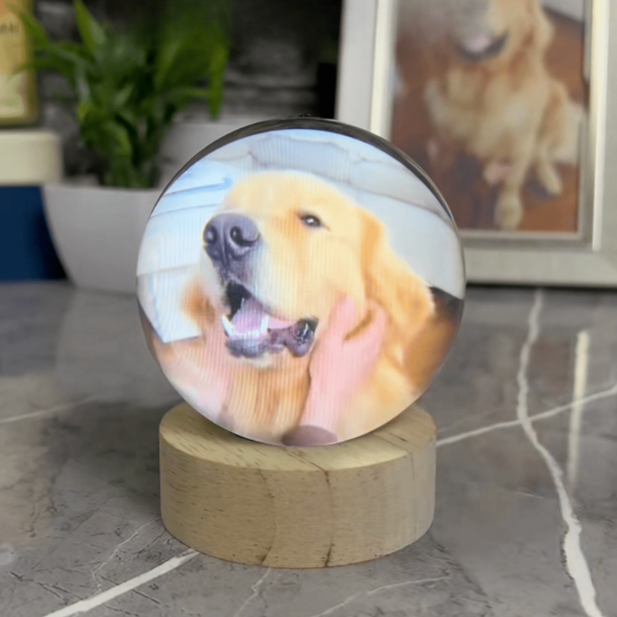 Pawfy Viral Memory Ball - Pawfy