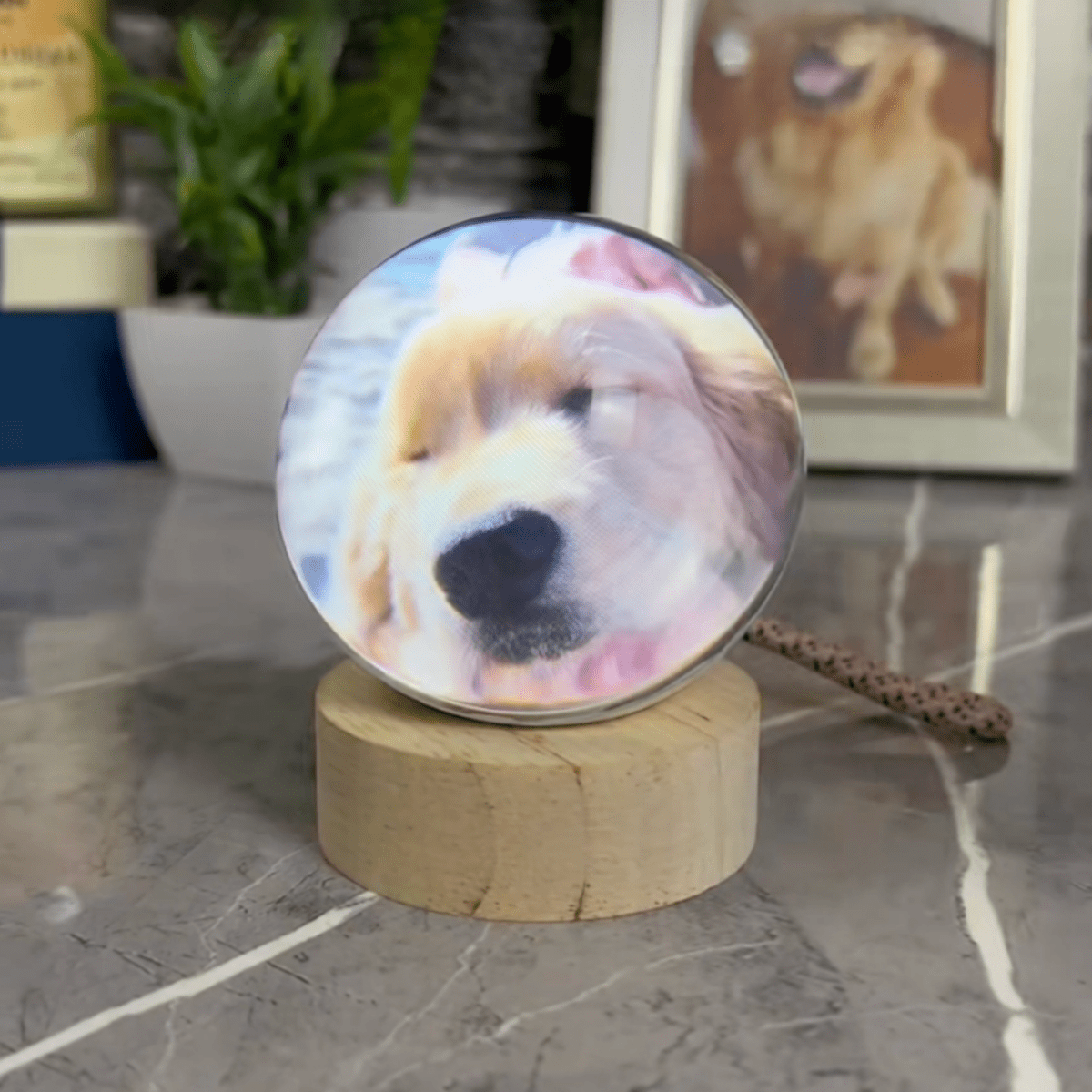 Pawfy Viral Memory Ball - Pawfy