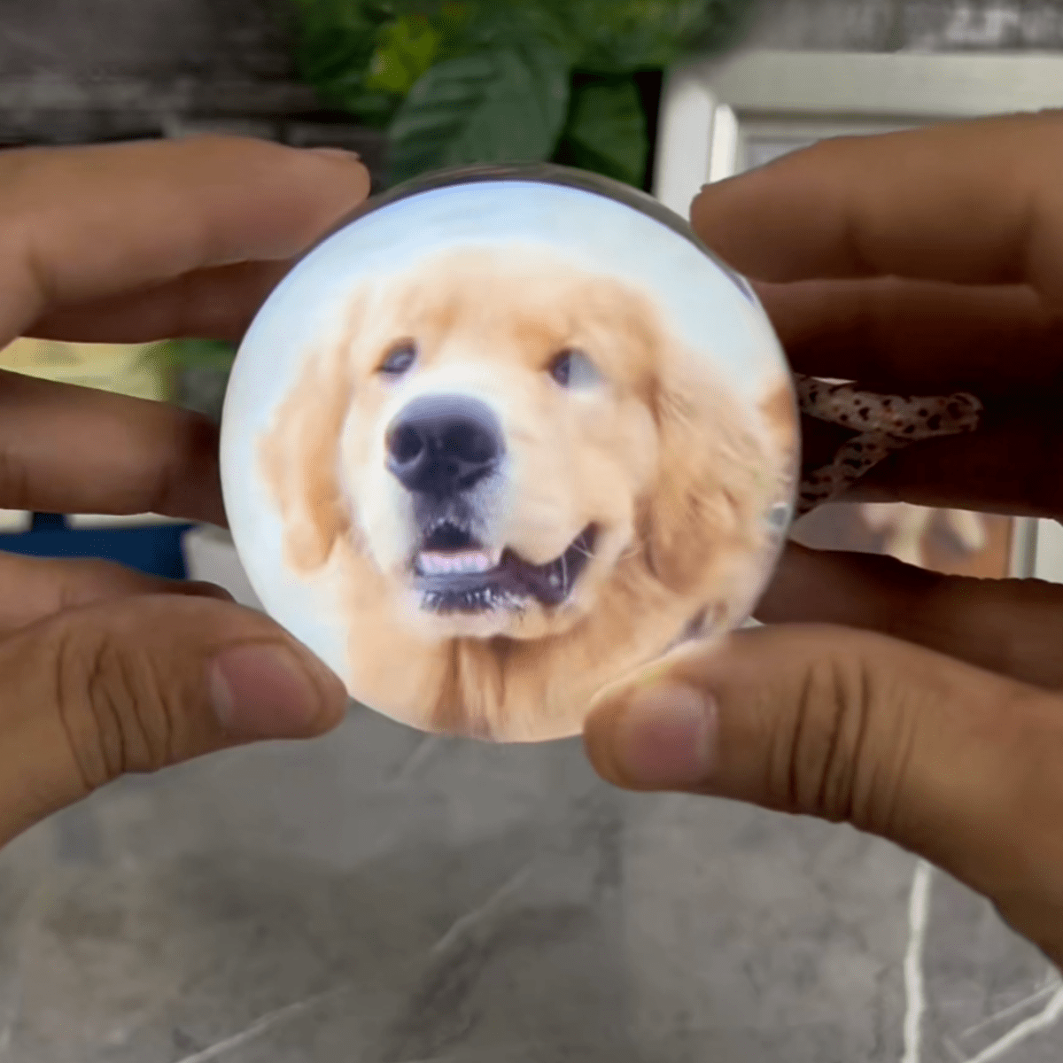 Pawfy Viral Memory Ball - Pawfy