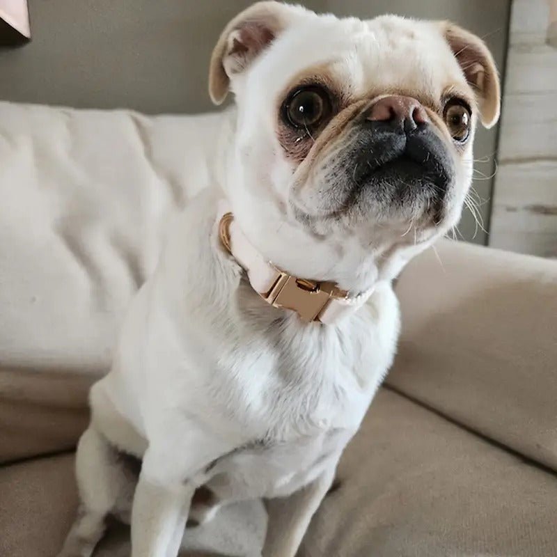 Premium Velvet Pet Collar Leash - Pawfy