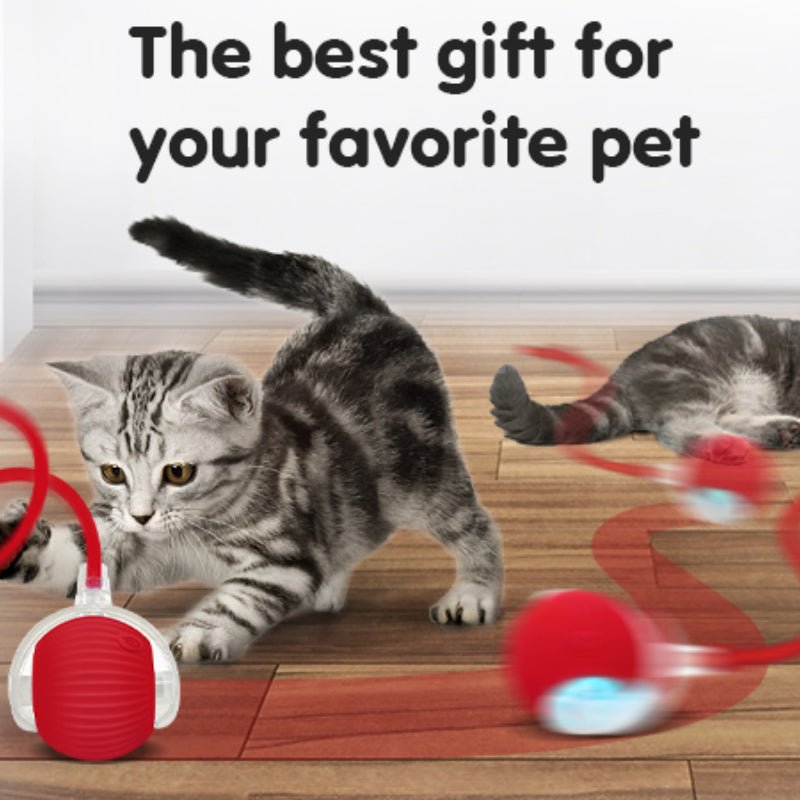 Rollraptor Smart Play Ball - Pawfy