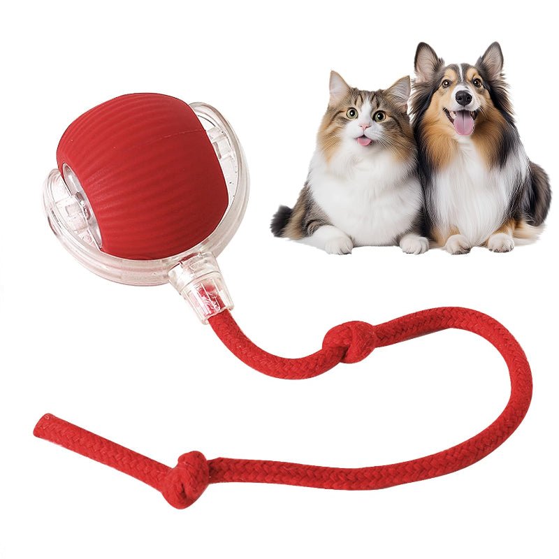 Rollraptor Smart Play Ball - Pawfy