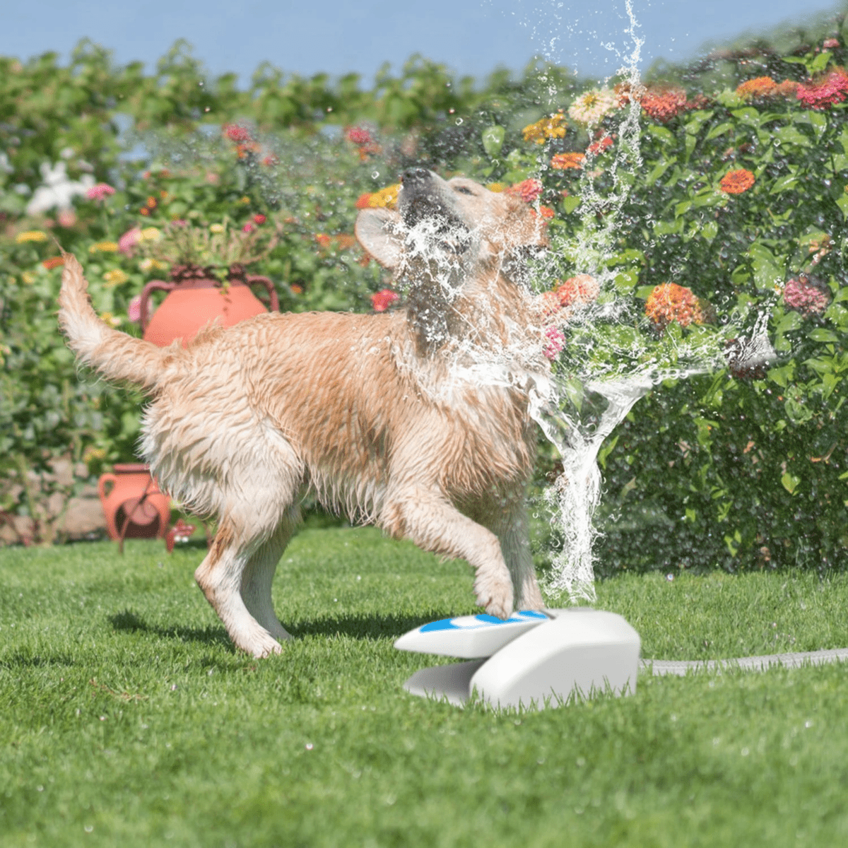 SplashBuddy™ Dog Fountain - Pawfy