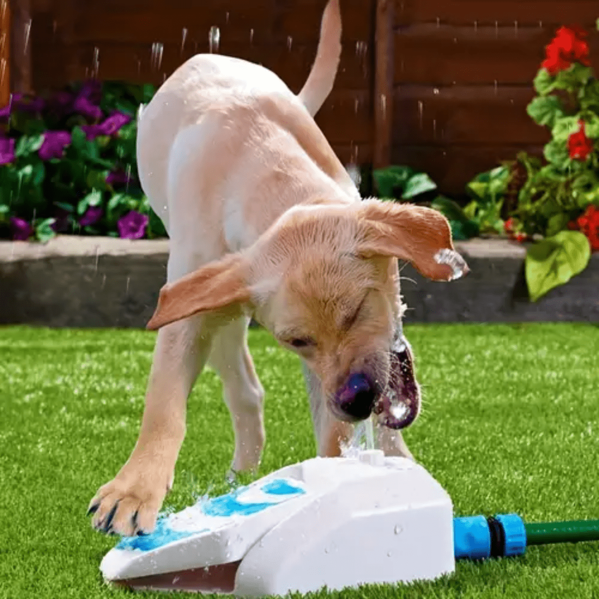 SplashBuddy™ Dog Fountain - Pawfy
