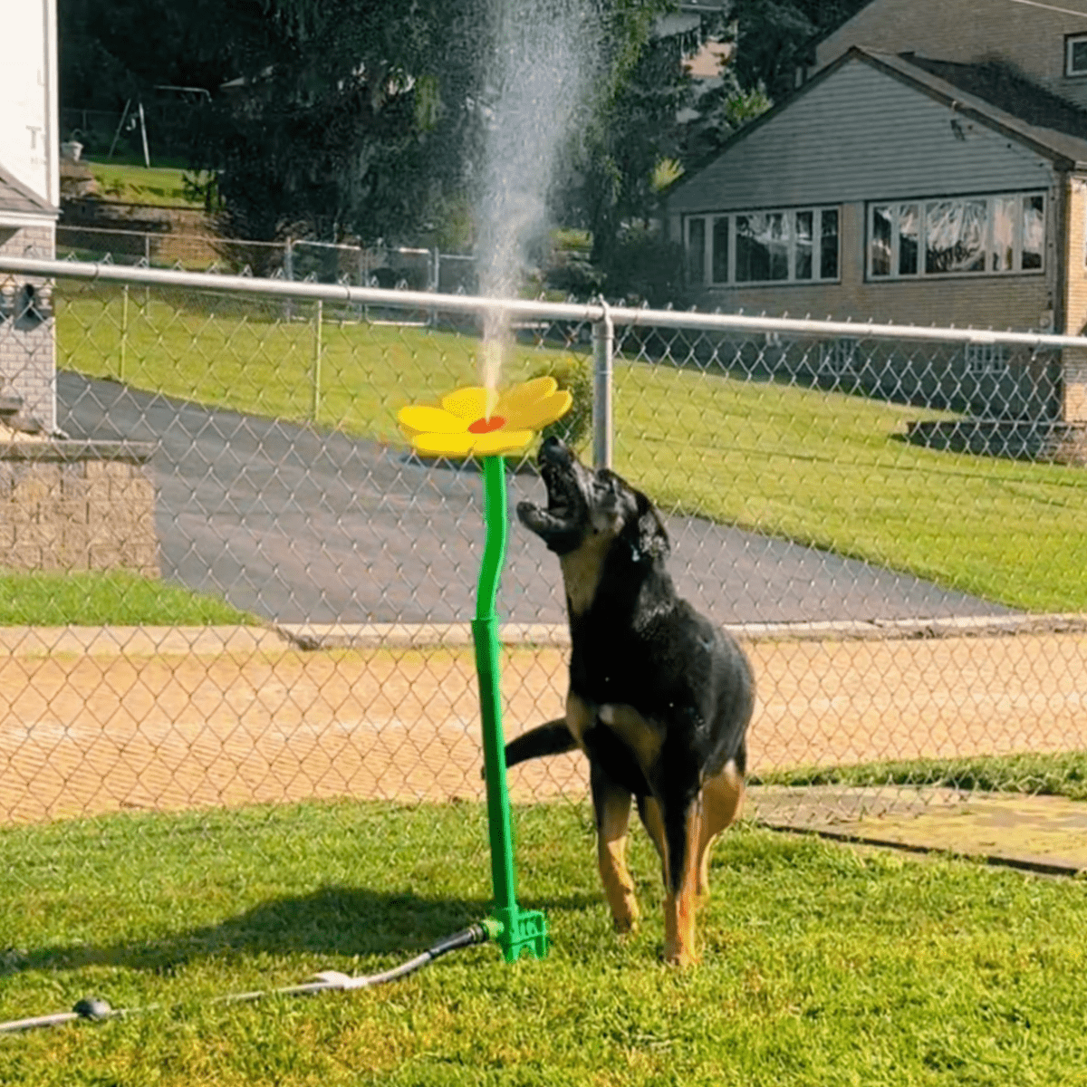 Viral Crazy Daisy - Pawfy