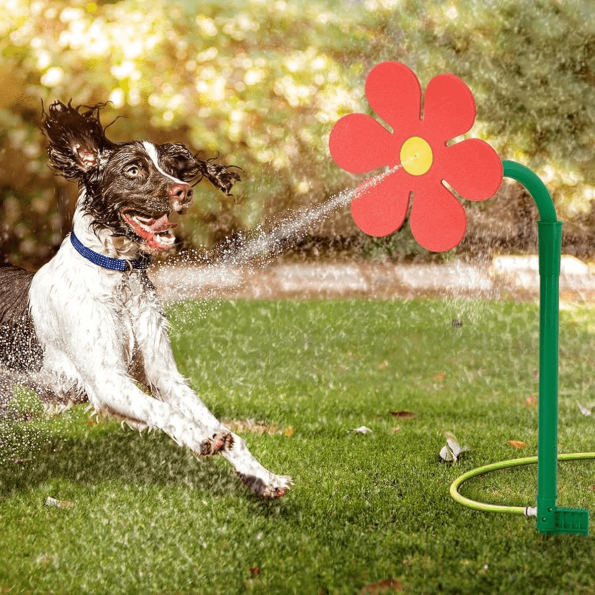 Viral Crazy Daisy - Pawfy