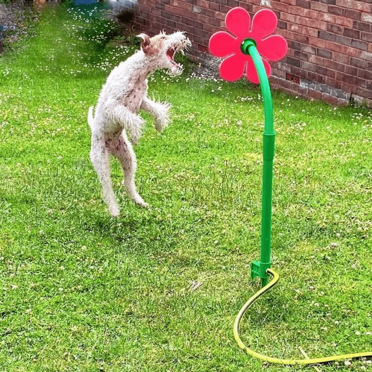 Viral Crazy Daisy - Pawfy