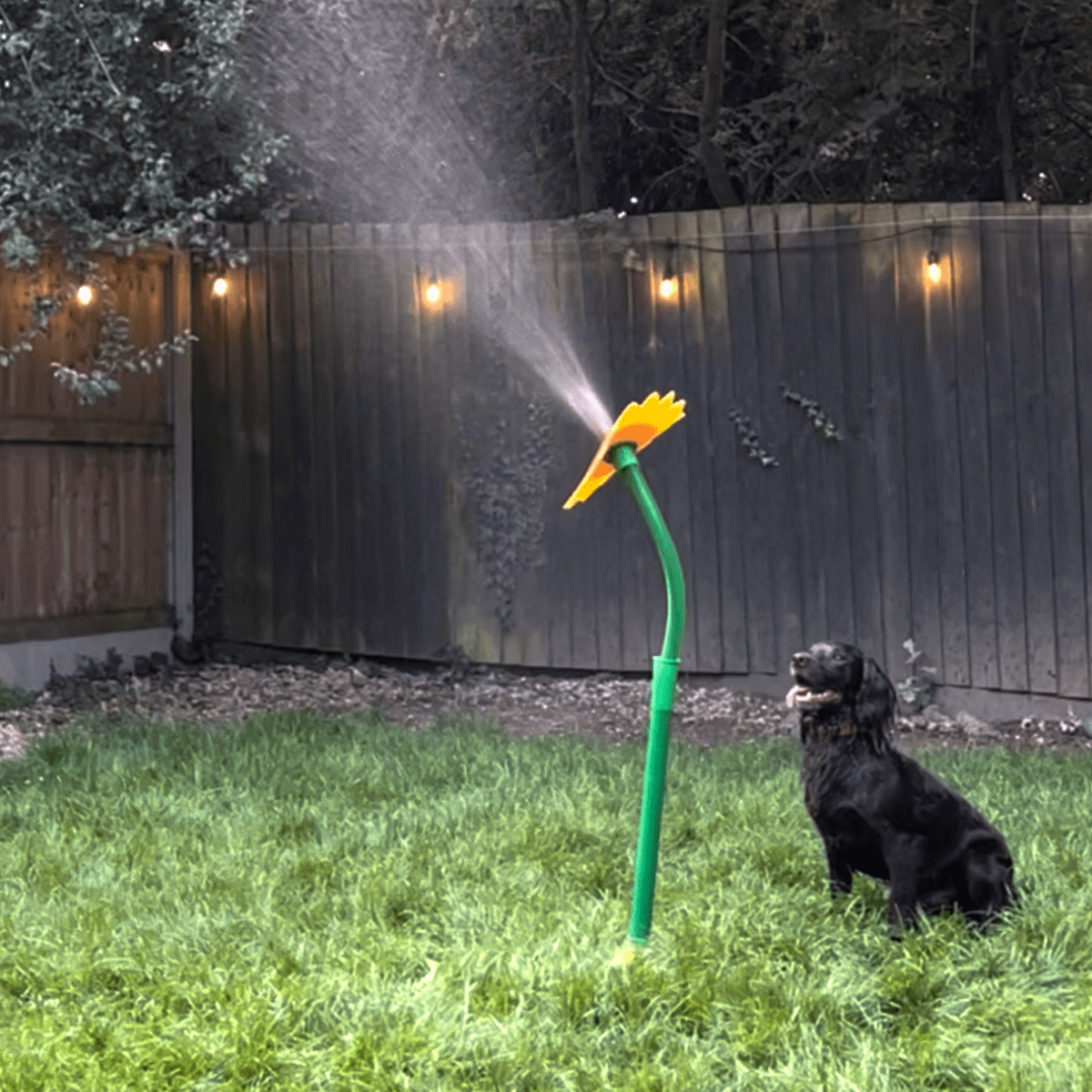 Viral Crazy Daisy - Pawfy