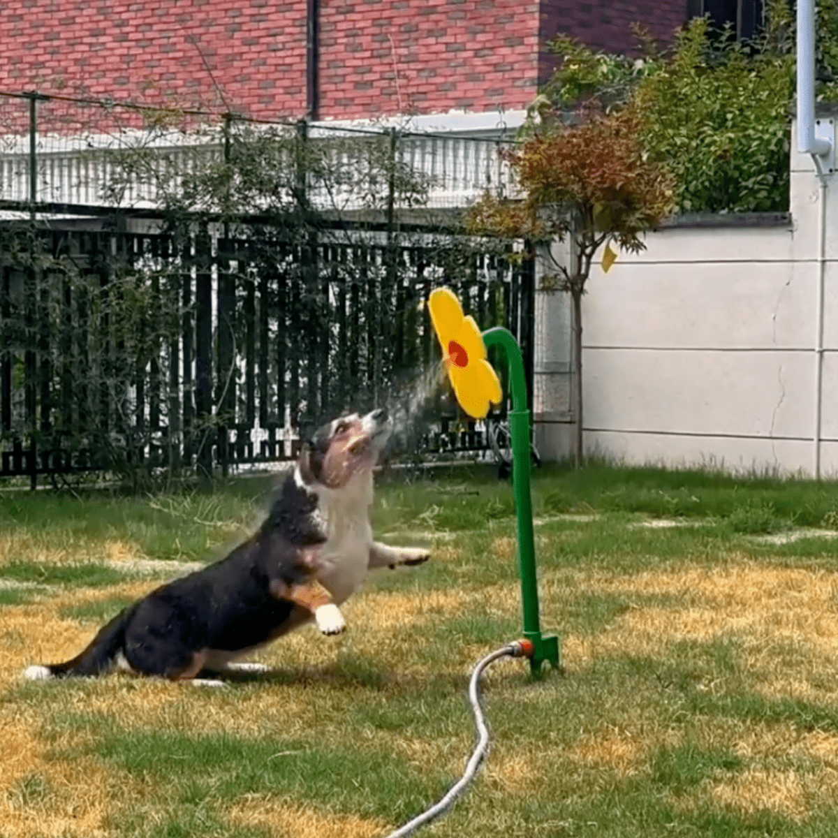 Viral Crazy Daisy - Pawfy