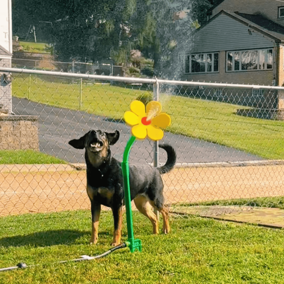 Viral Crazy Daisy - Pawfy