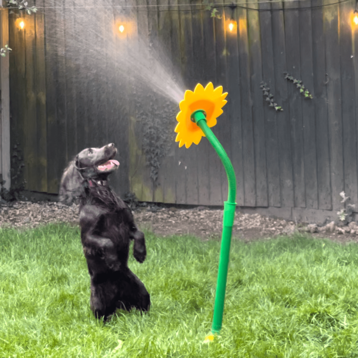 Viral Crazy Daisy - Pawfy