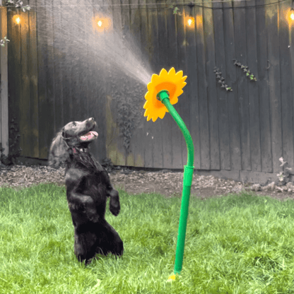 Viral Crazy Daisy - Pawfy